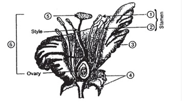 How do Organisms Reproduce