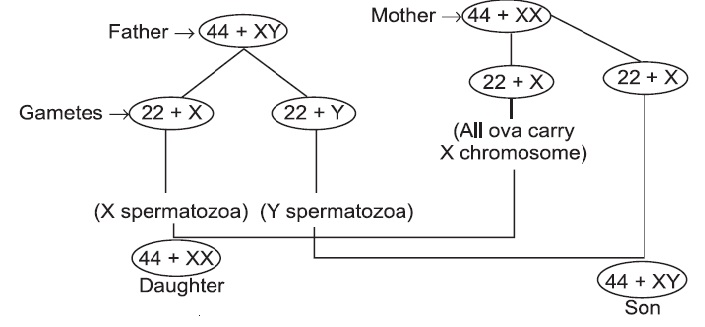 Heredity and Evolution