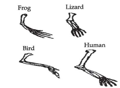 Heredity and Evolution