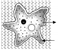 HOTS Questions for Class 10 Science Chapter 6 Life Processes image - 1