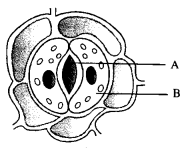 HOTS Questions for Class 10 Science Chapter 6 Life Processes image - 3