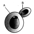 HOTS Questions for Class 10 Science Chapter 8 How do Organisms Reproduce image - 2