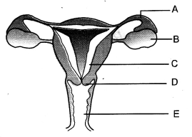 HOTS Questions for Class 10 Science Chapter 8 How do Organisms Reproduce image - 3