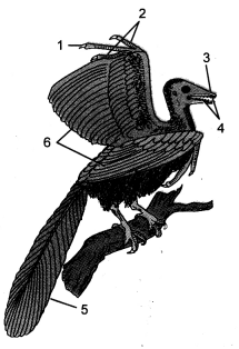 HOTS Questions for Class 10 Science Chapter 9 Heredity and Evolution image - 1