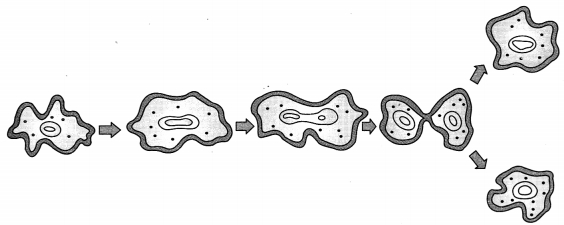 MCQ Questions for Class 10 Science Chapter 8 How do Organisms Reproduce? with Answers