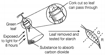 CBSE Sample Papers for Class 10 Science Set 4 with Solutions Q9