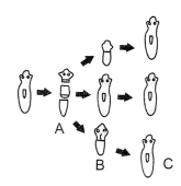 CBSE Sample Papers for Class 10 Science Set 5 with Solutions 3