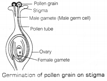 CBSE Sample Papers for Class 10 Science Set 10 with Solutions Q35