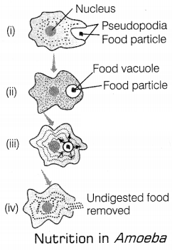 CBSE Sample Papers for Class 10 Science Set 9 with Solutions Q9