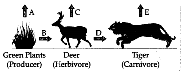 CBSE Sample Papers for Class 10 Science Set 2 with Solutions 9