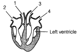 CBSE Sample Papers for Class 10 Science Set 2 with Solutions Q9