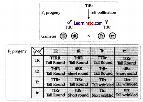 CBSE Sample Papers for Class 10 Science Set 5 with Solutions 16