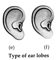 CBSE Sample Papers for Class 10 Science Set 1 with Solutions 24