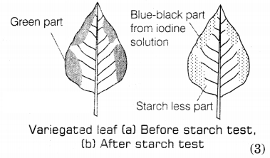 CBSE Sample Papers for Class 10 Science Set 7 with Solutions Q35