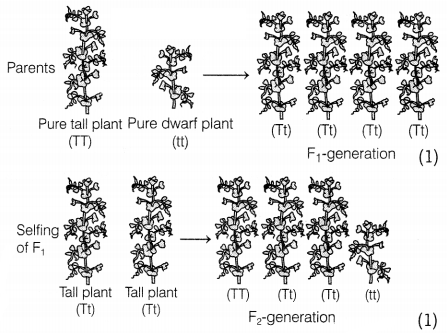 CBSE Sample Papers for Class 10 Science Set 6 with Solutions Q29