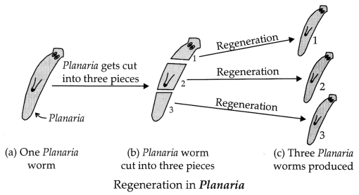 CBSE Sample Papers for Class 10 Science Set 3 with Solutions 13