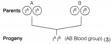 CBSE Sample Papers for Class 10 Science Set 12 with Solutions Q35