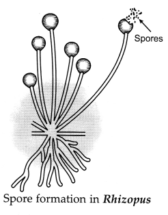 CBSE Sample Papers for Class 10 Science Set 4 with Solutions 24