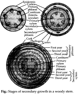 NCERT Solutions For Class 11 Biology Anatomy of Flowering Plants Q3