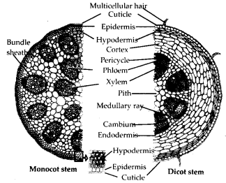 NCERT Solutions For Class 11 Biology Anatomy of Flowering Plants Q4.2