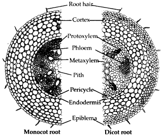 NCERT Solutions For Class 11 Biology Anatomy of Flowering Plants Q4