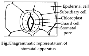 NCERT Solutions For Class 11 Biology Anatomy of Flowering Plants Q8