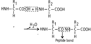 NCERT Solutions For Class 11 Biology Biomolecules Q2.1