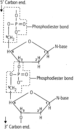 NCERT Solutions For Class 11 Biology Biomolecules Q2.2