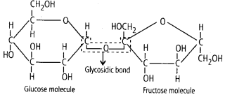 NCERT Solutions For Class 11 Biology Biomolecules Q2