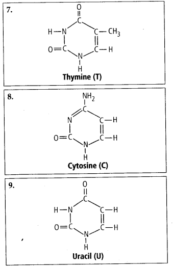 NCERT Solutions For Class 11 Biology Biomolecules Q4.2