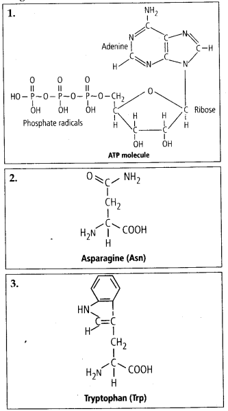 NCERT Solutions For Class 11 Biology Biomolecules Q4