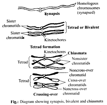 NCERT Solutions For Class 11 Biology Cell Cycle and Cell Division Q7