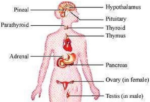 NCERT Solutions For Class 11 Biology Chemical Coordination and Integration Q2