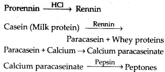 NCERT Solutions For Class 11 Biology Digestion and Absorption Q12.1