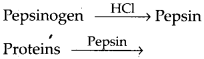 NCERT Solutions For Class 11 Biology Digestion and Absorption Q12