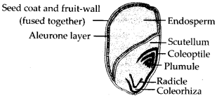 NCERT Solutions For Class 11 Biology Morphology of Flowering Plants Q7.1