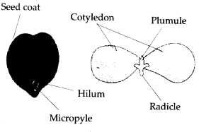 NCERT Solutions For Class 11 Biology Morphology of Flowering Plants Q7