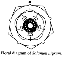 NCERT Solutions For Class 11 Biology Morphology of Flowering Plants Q9.1