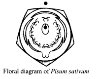 NCERT Solutions For Class 11 Biology Morphology of Flowering Plants Q9