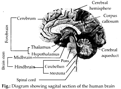 NCERT Solutions For Class 11 Biology Neural Control and Coordination Q4.1