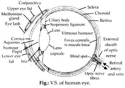 NCERT Solutions For Class 11 Biology Neural Control and Coordination Q4.2