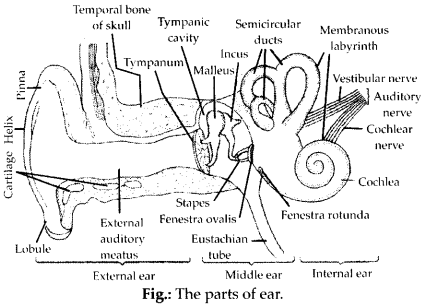 NCERT Solutions For Class 11 Biology Neural Control and Coordination Q4.3