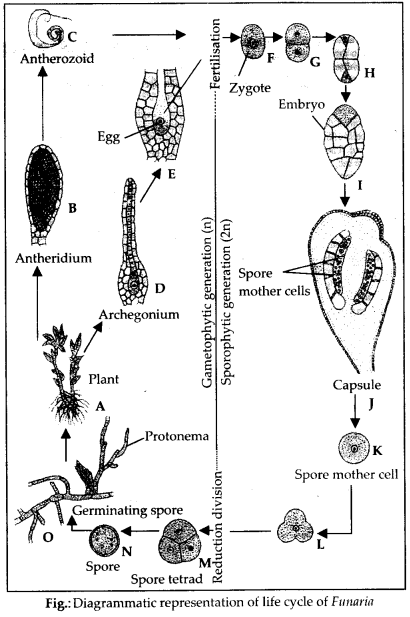 NCERT Solutions For Class 11 Biology Plant Kingdom Q3