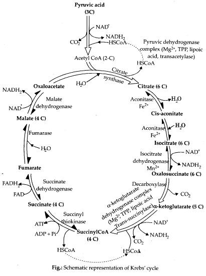 NCERT Solutions For Class 11 Biology Respiration in Plants Q1