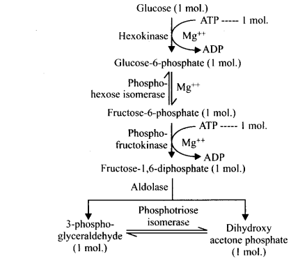 NCERT Solutions For Class 11 Biology Respiration in Plants Q4