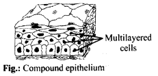 NCERT Solutions For Class 11 Biology Structural Organisation in Animals Q11.2