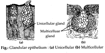 NCERT Solutions For Class 11 Biology Structural Organisation in Animals Q11.4