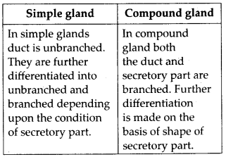 NCERT Solutions For Class 11 Biology Structural Organisation in Animals Q12.5