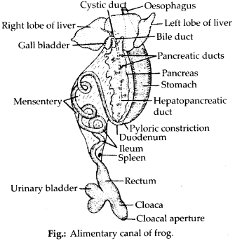 NCERT Solutions For Class 11 Biology Structural Organisation in Animals Q13