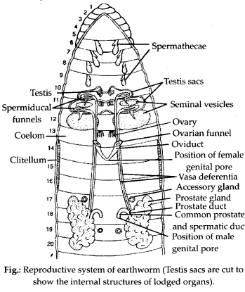 NCERT Solutions For Class 11 Biology Structural Organisation in Animals Q3